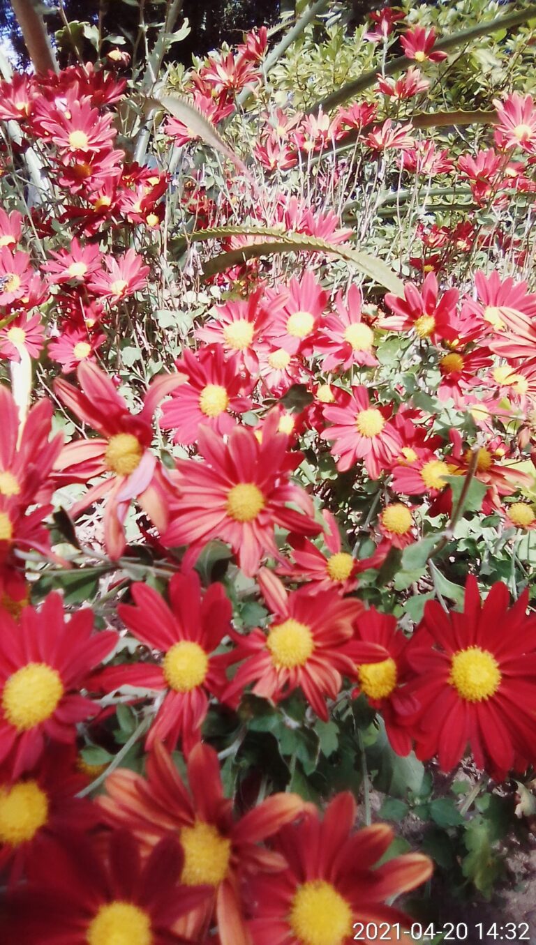 IMG 20210420 143254 768x1355